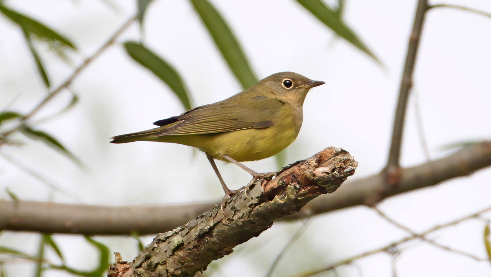 Connecticut Warbler