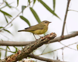 Connecticut Warbler
