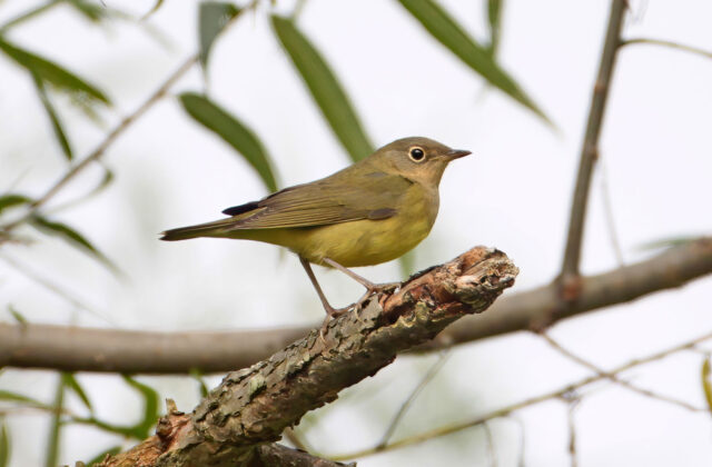 Connecticut Warbler