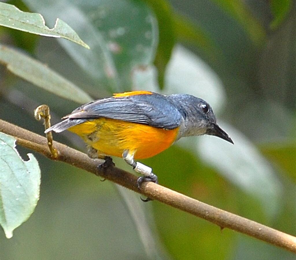 Orange-bellied Flowerpecker