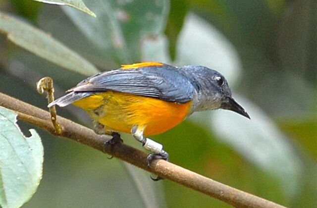 Orange-bellied Flowerpecker