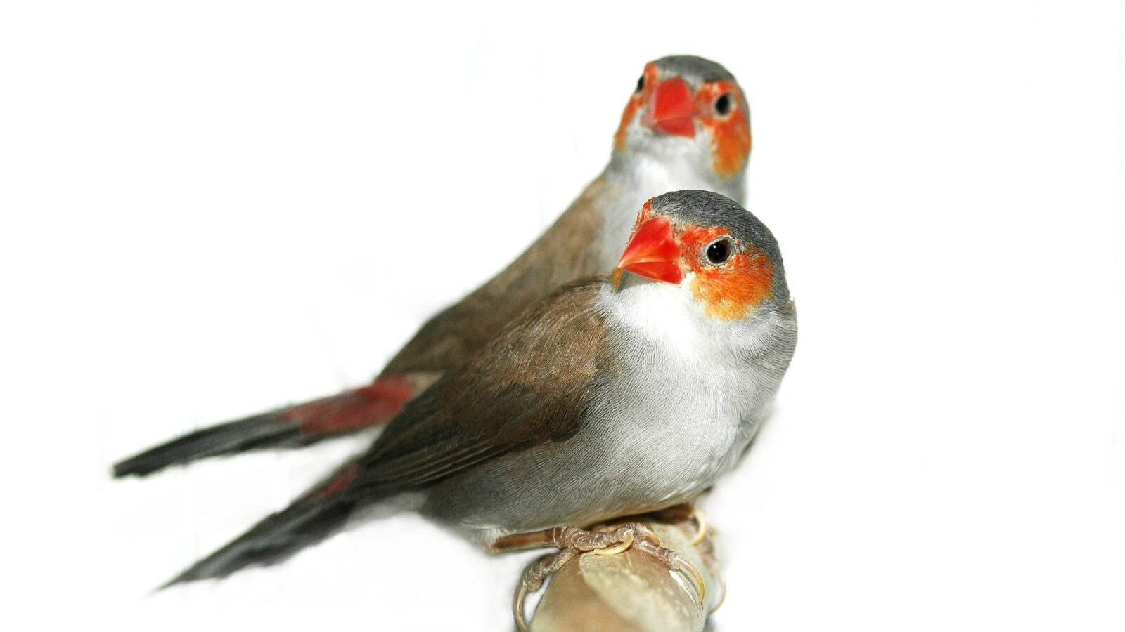 Orange-cheeked Waxbill