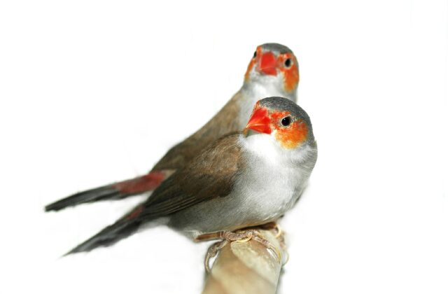 Orange-cheeked Waxbill