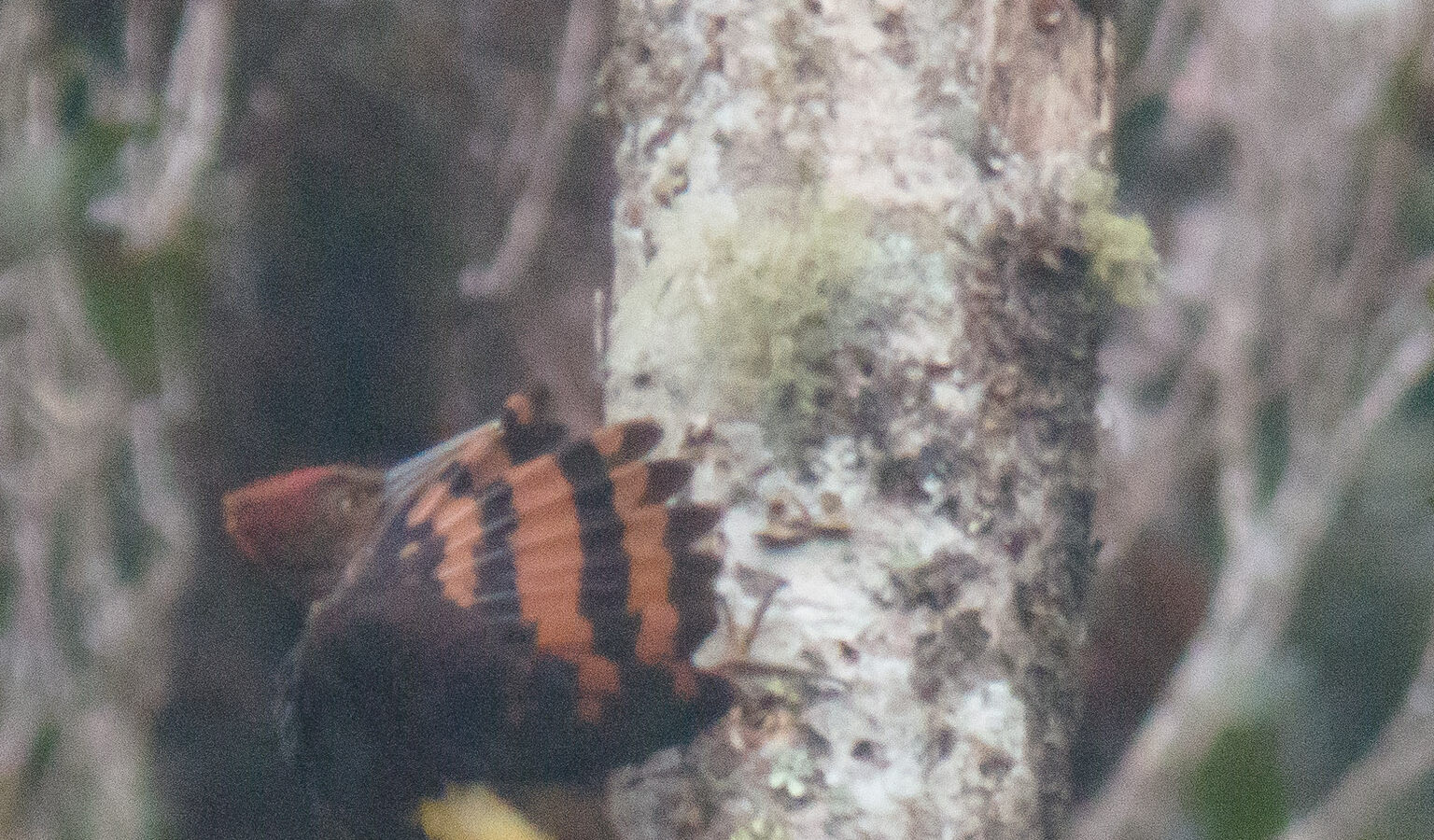 Orange-backed Woodpecker