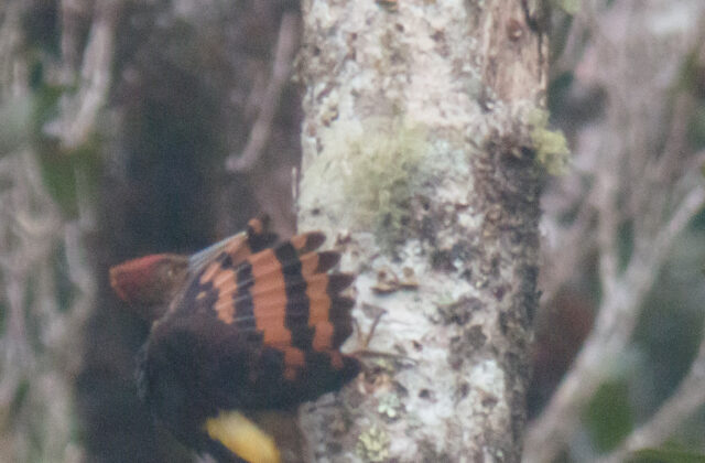 Orange-backed Woodpecker