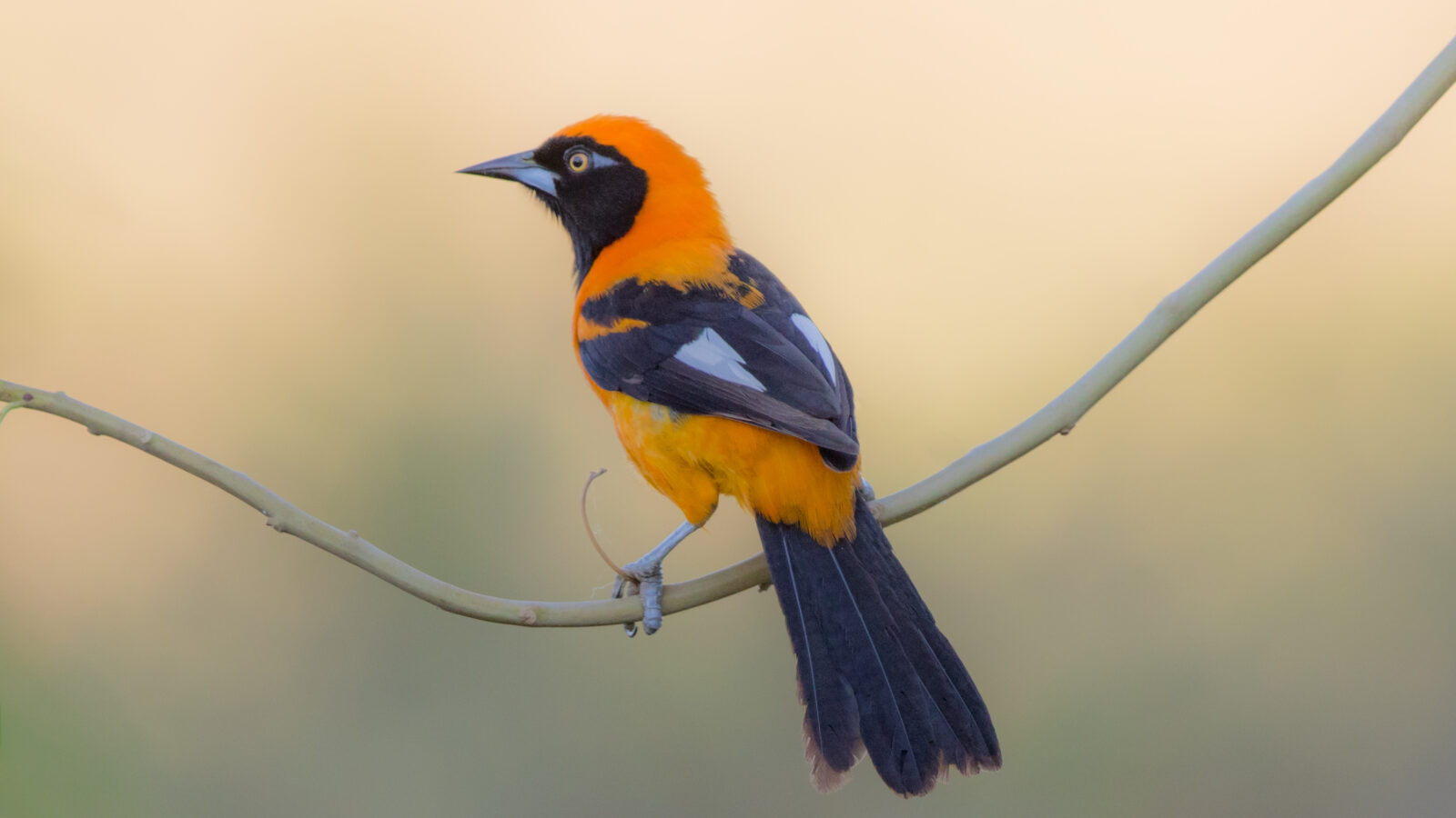 Orange-backed Troupial