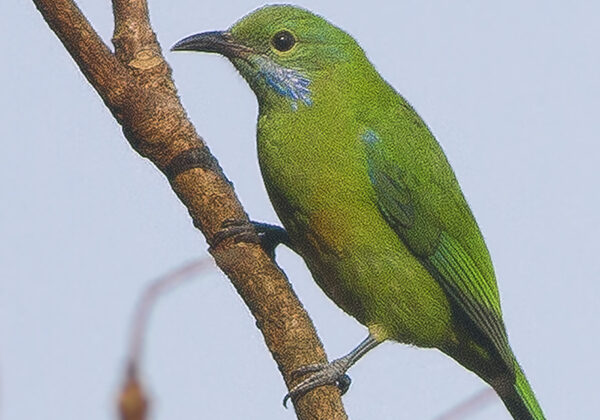 Orange-bellied Leafbird