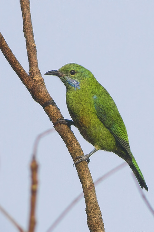 Orange-bellied Leafbird
