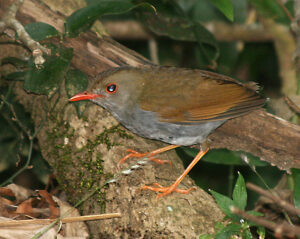 Orange-billed Nightingale-Thrush