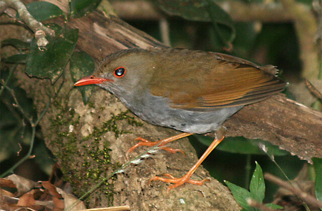 Orange-billed Nightingale-Thrush