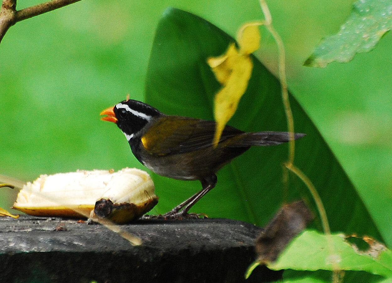 Orange-billed Sparrow