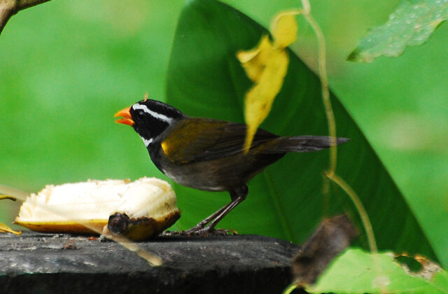 Orange-billed Sparrow