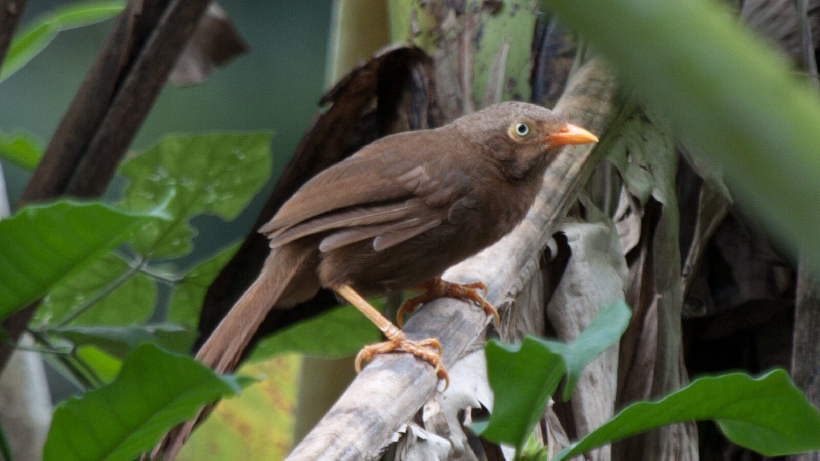 Orange-billed Babbler