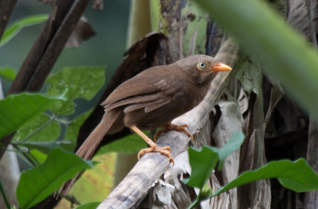 Orange-billed Babbler