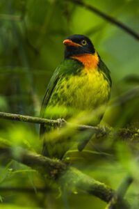 Orange-breasted Fruiteater