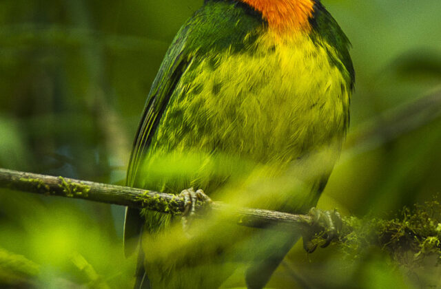 Orange-breasted Fruiteater