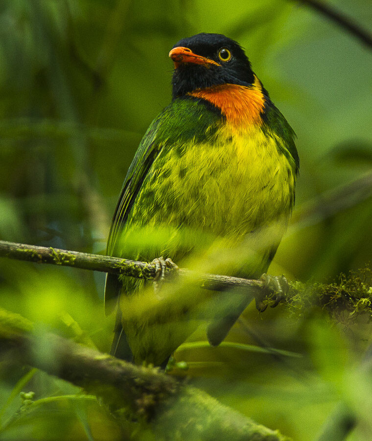 Orange-breasted Fruiteater