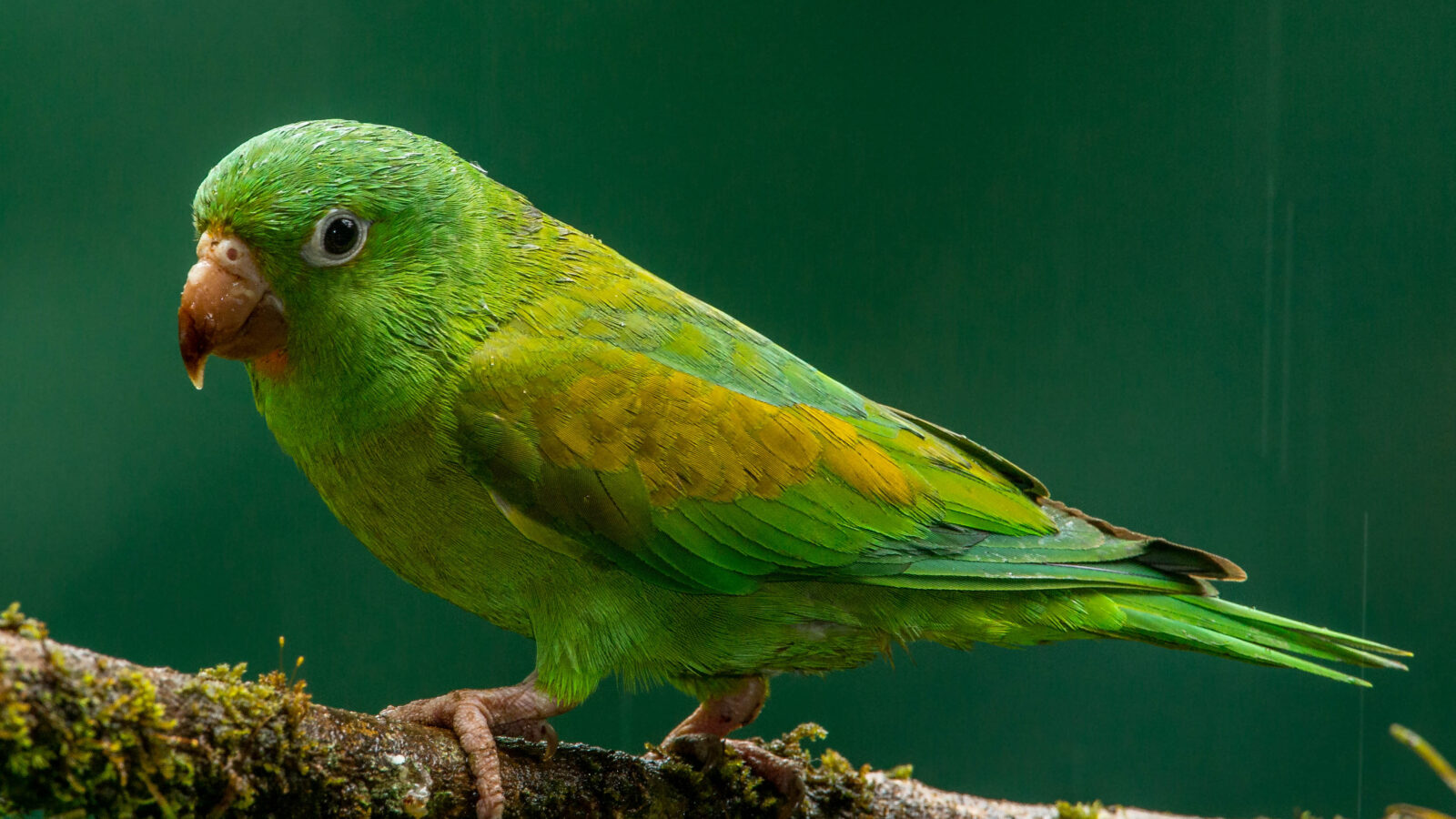 Orange-chinned Parakeet