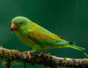 Orange-chinned Parakeet