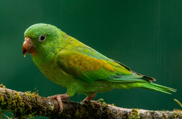 Orange-chinned Parakeet