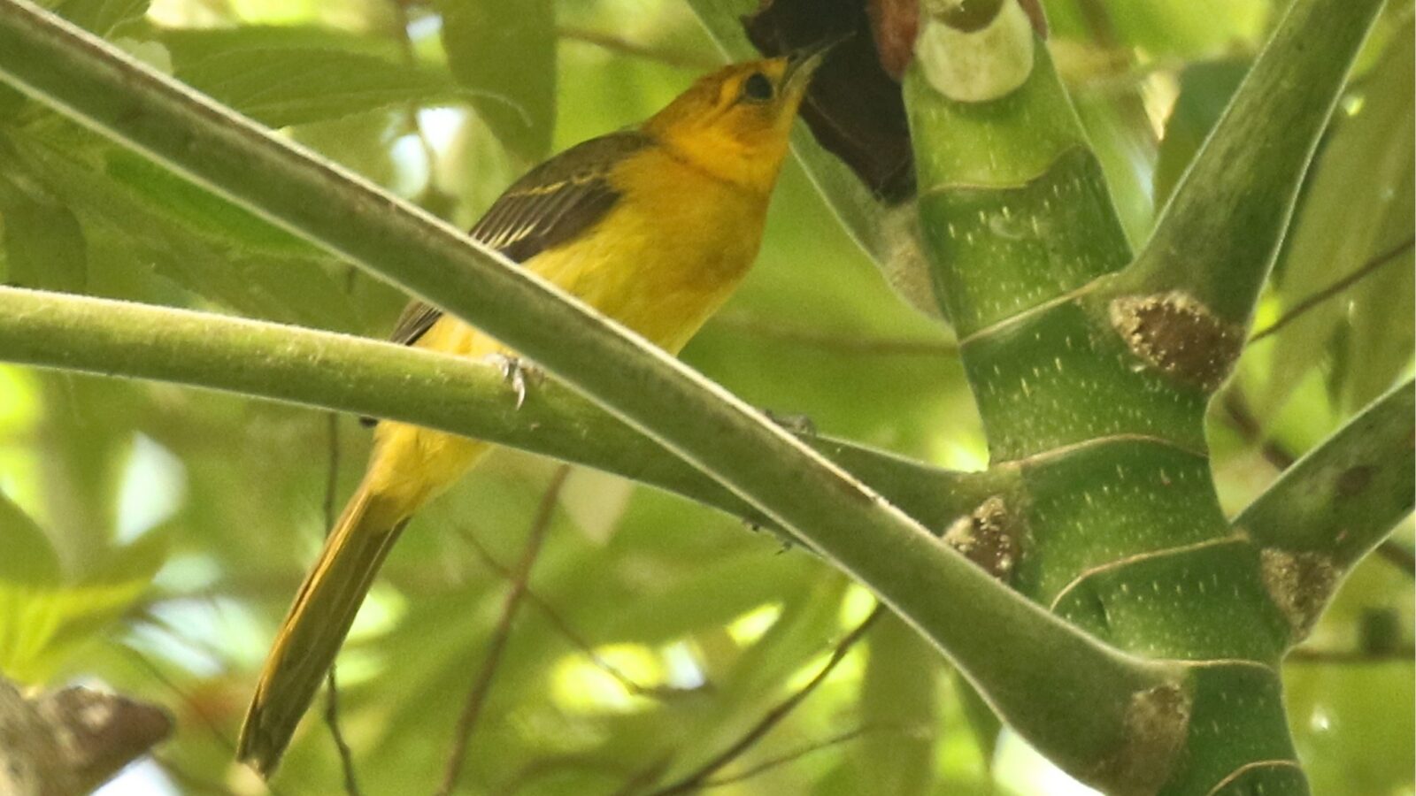 Orange-crowned Oriole