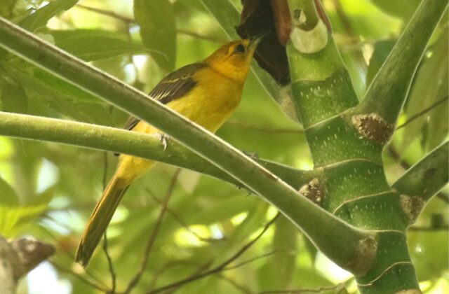 Orange-crowned Oriole