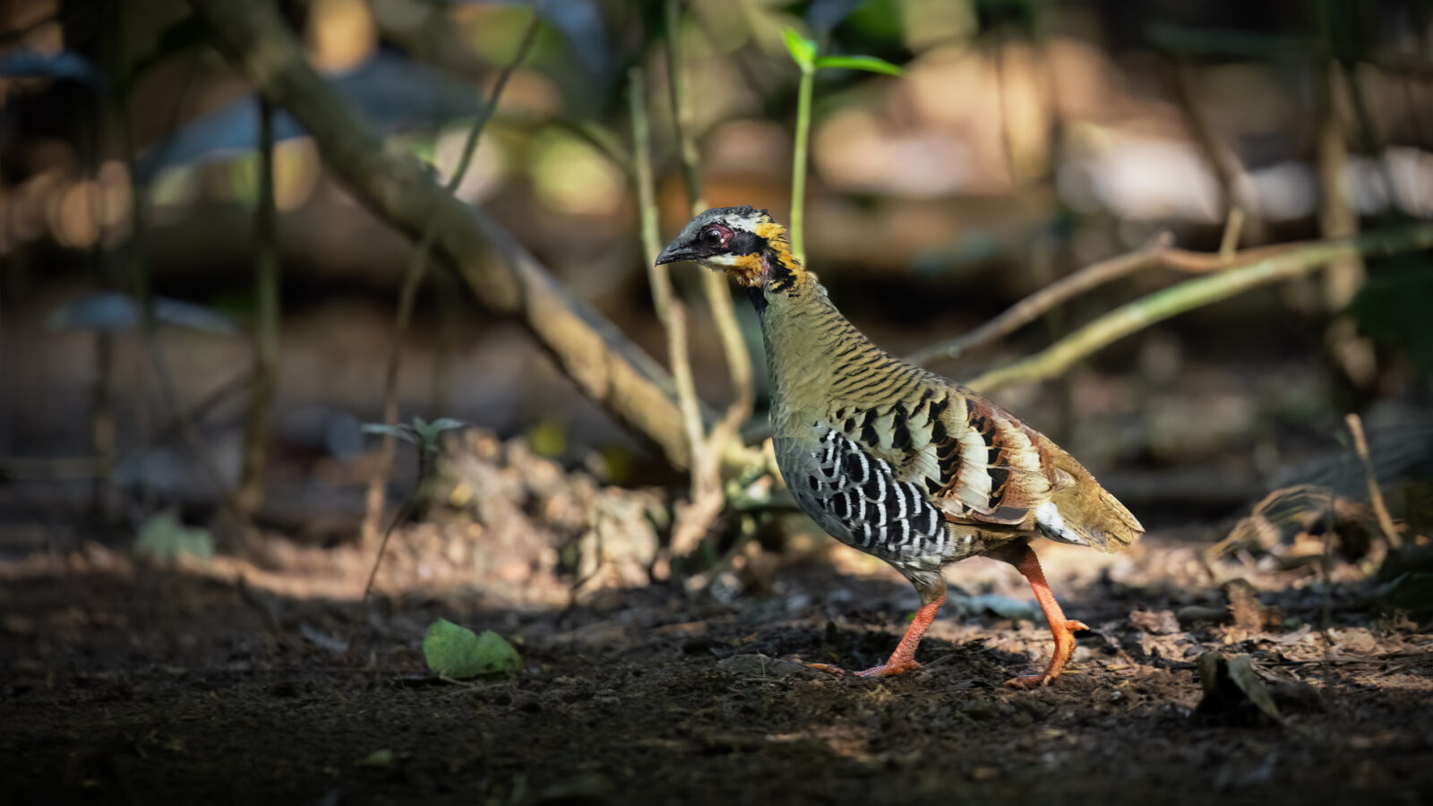 Orange-necked Partridge
