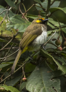 Orange-spotted Bulbul