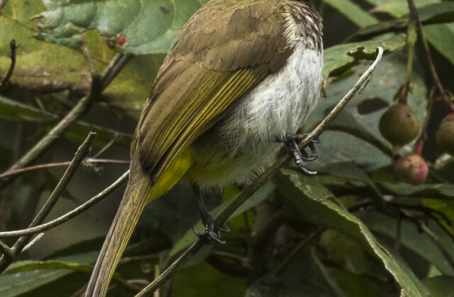 Orange-spotted Bulbul