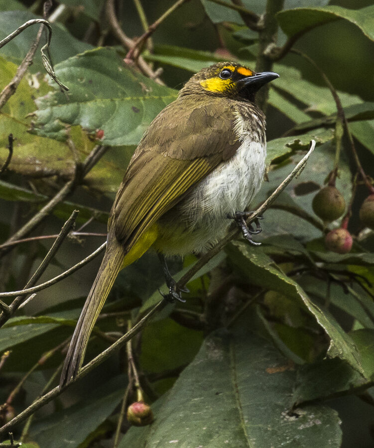 Orange-spotted Bulbul