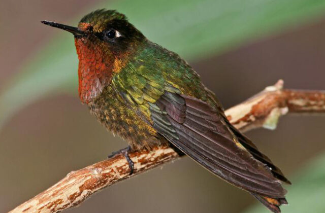 Orange-throated Sunangel