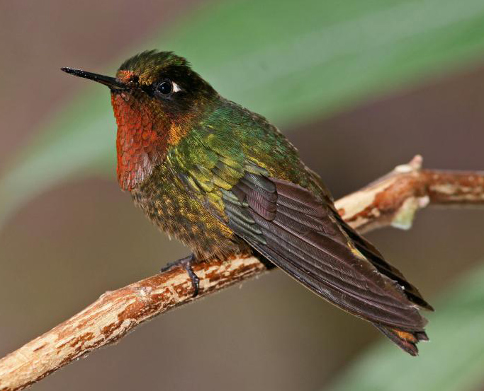 Orange-throated Sunangel