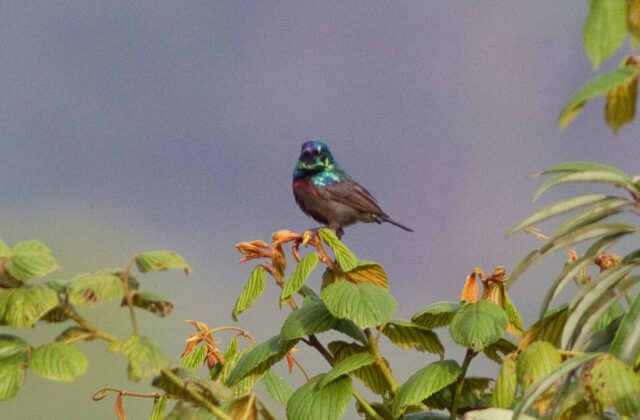 Orange-tufted Sunbird