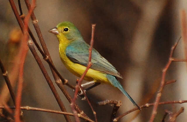 Orange-breasted Bunting