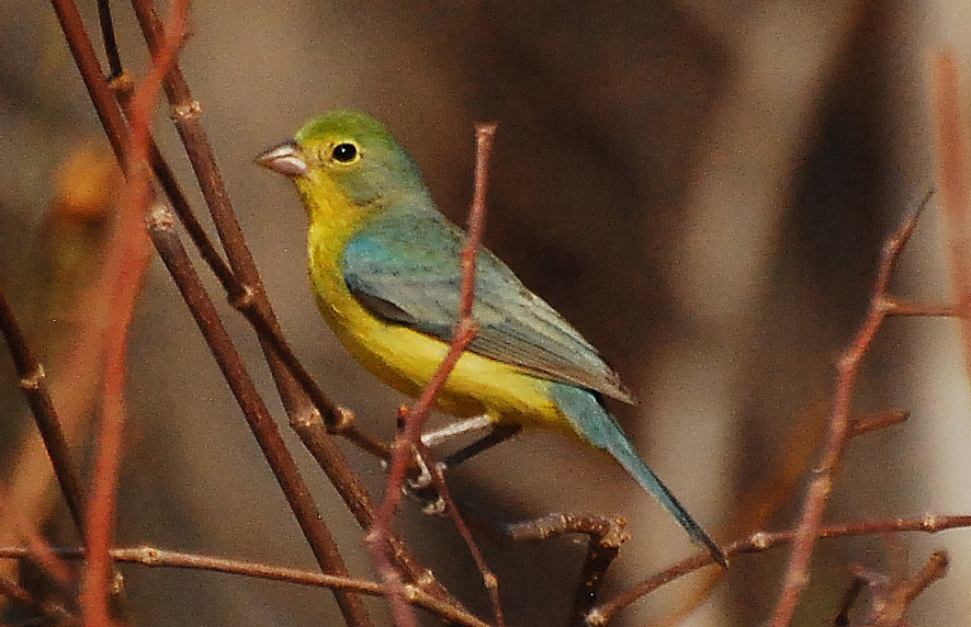 Orange-breasted Bunting