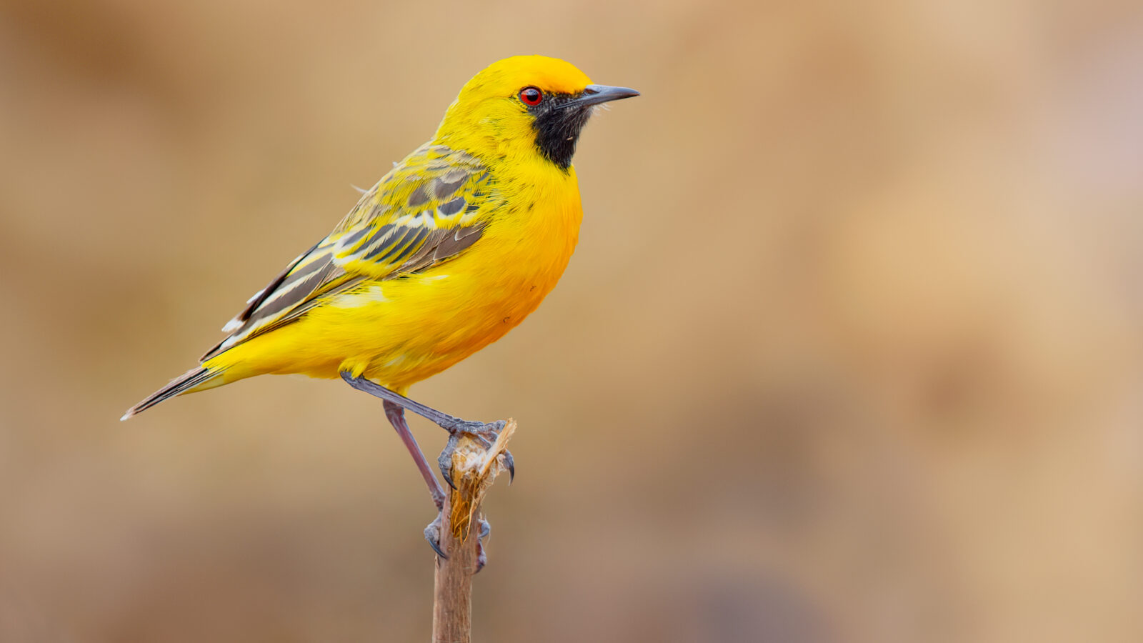 Orange Chat