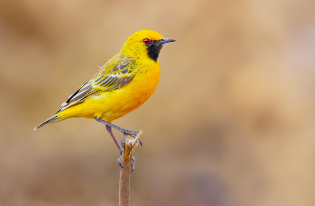 Orange Chat