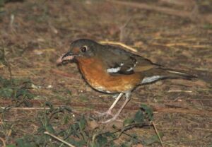 Orange Ground Thrush