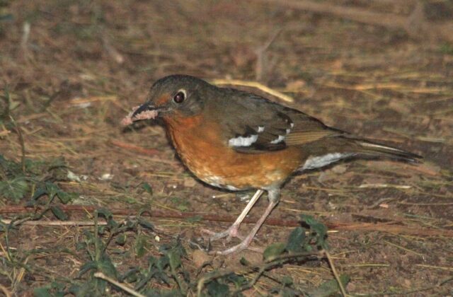 Orange Ground Thrush