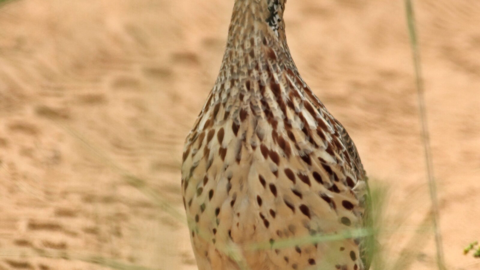 Orange River Francolin