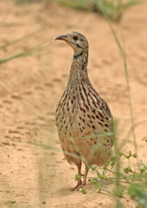 Orange River Francolin