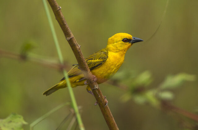 Orange Weaver
