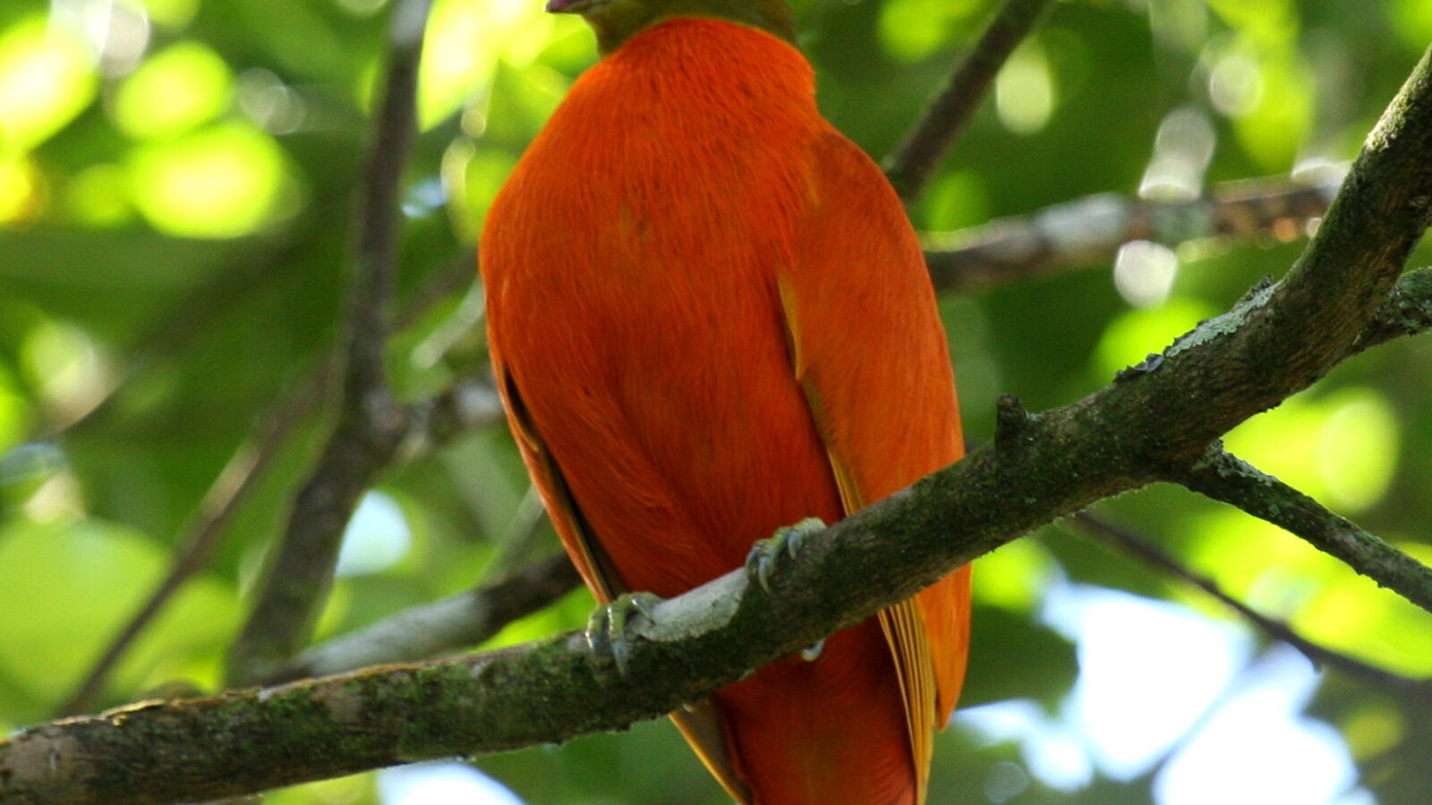 Orange Dove