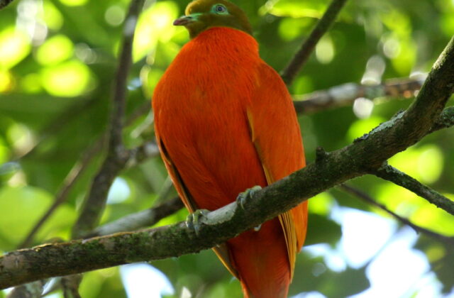 Orange Dove