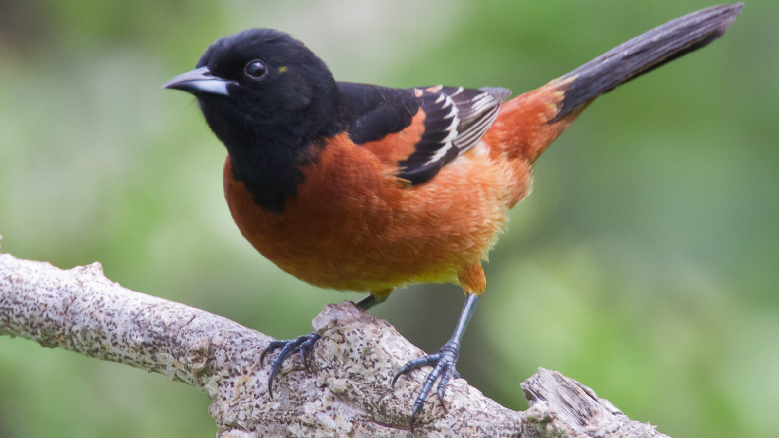 Orchard Oriole