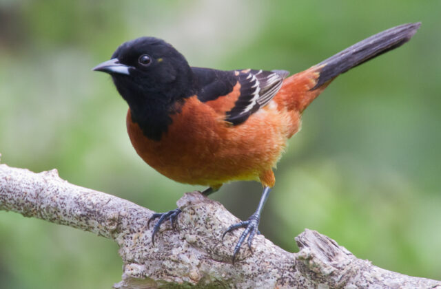 Orchard Oriole