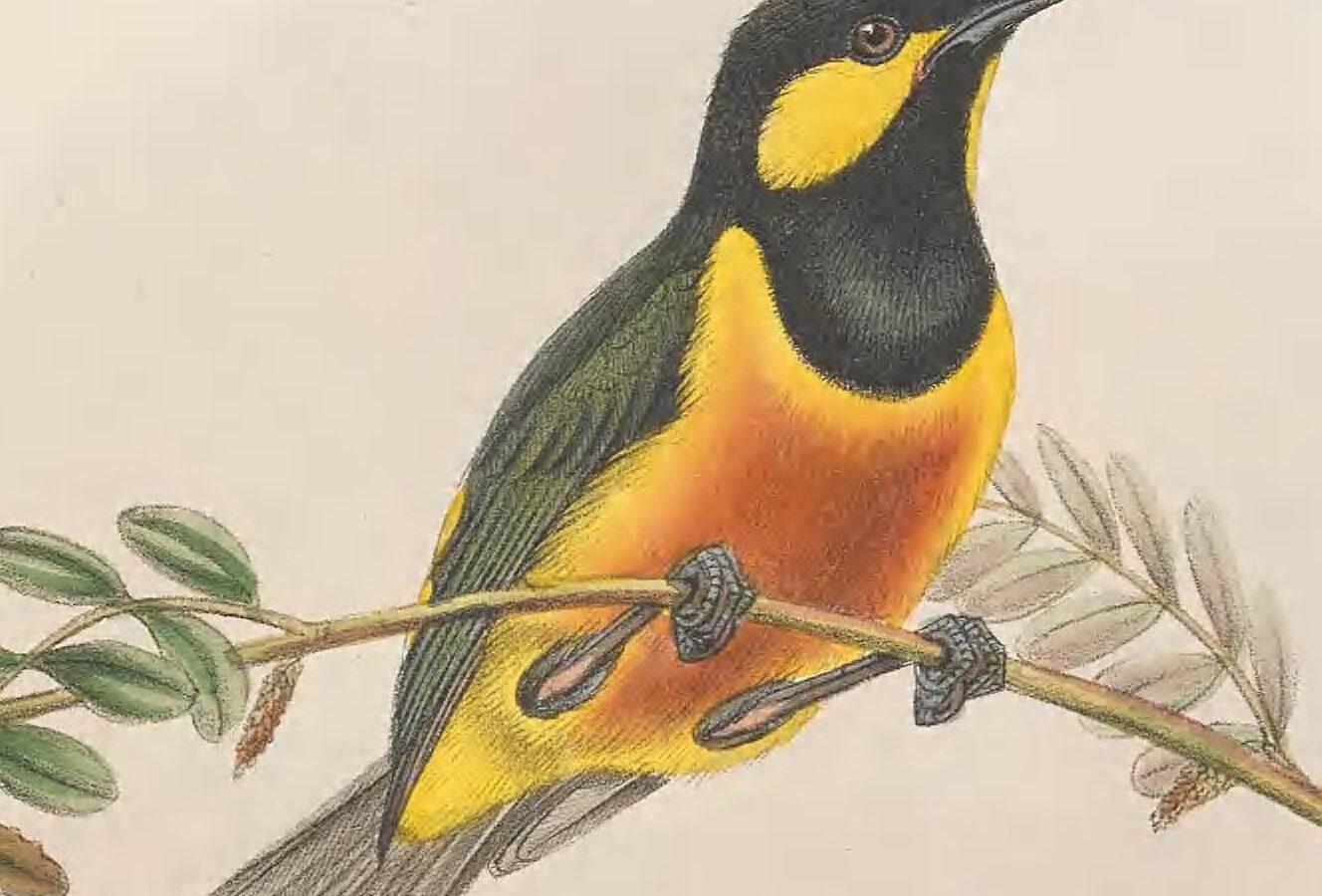 Tit Berrypecker