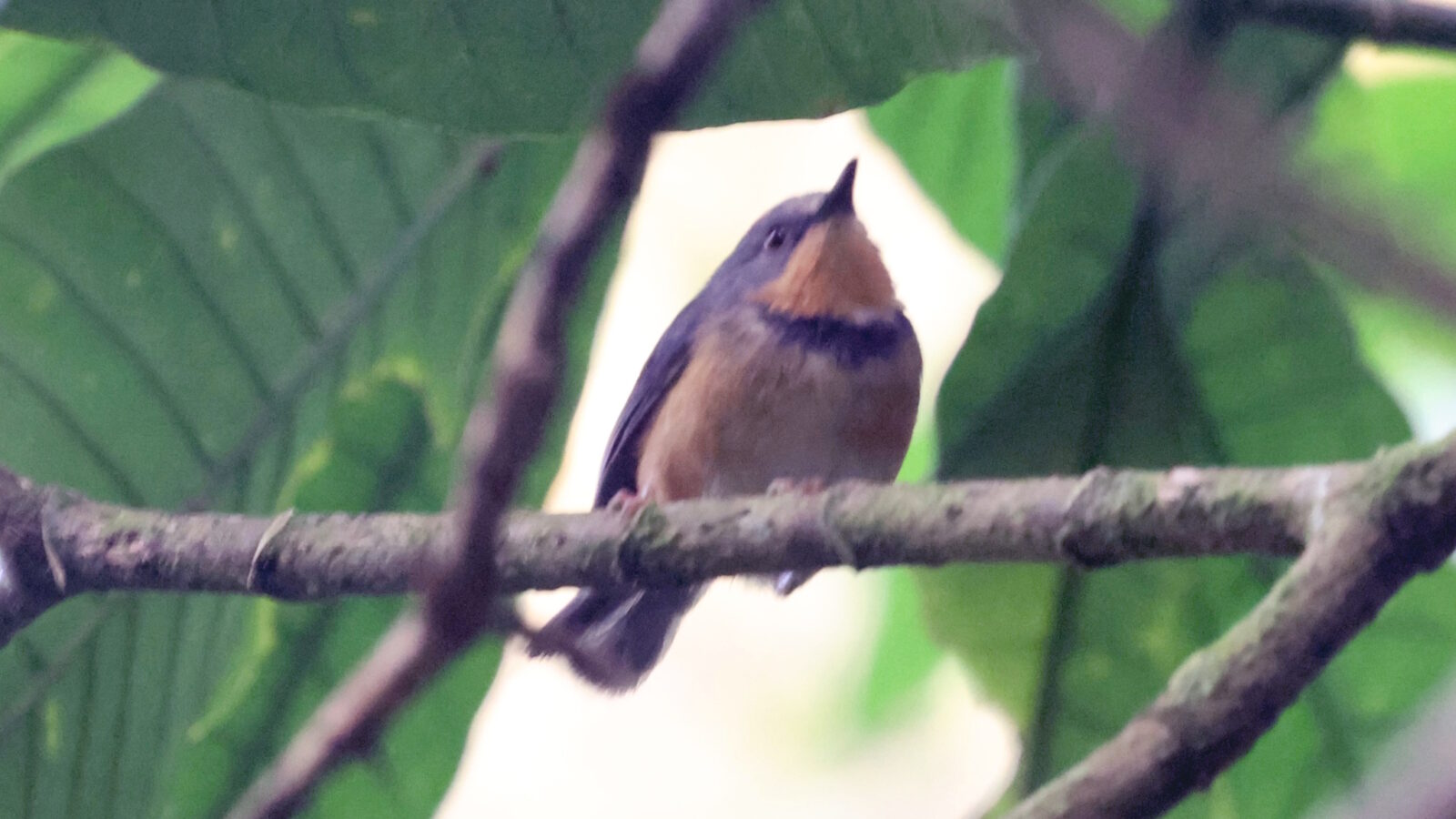Rwenzori Apalis