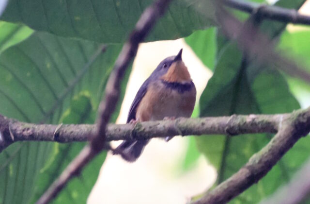 Rwenzori Apalis