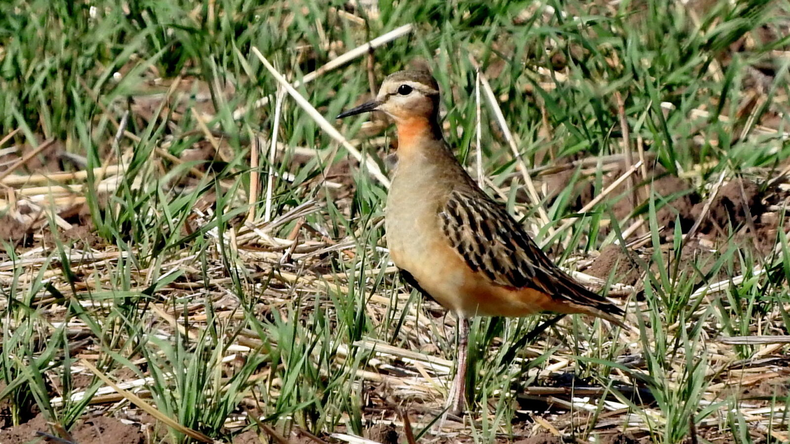 Tawny-throated Dotterel